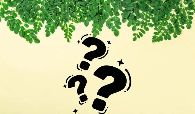 moringa-powder-for-weight-loss (1)